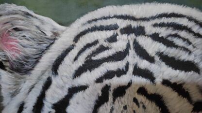 Tigre Branco - Acrílico sobre tela - Imagem 4